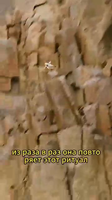 #shorts Психология отношений/ Мотивация/Мудрые Советы/ Цитаты/ Орлица тщательно выбирает себе мужа