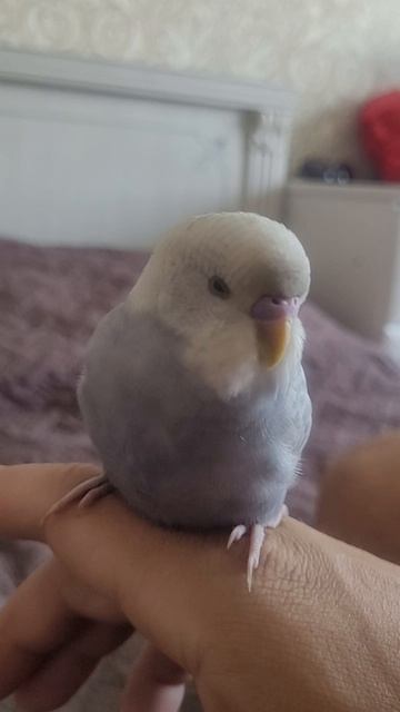 Наш Красавчик ❤️#попугай #красавец #птицы #экспонат #parrot #популярное #parrots #parrotlover #funny