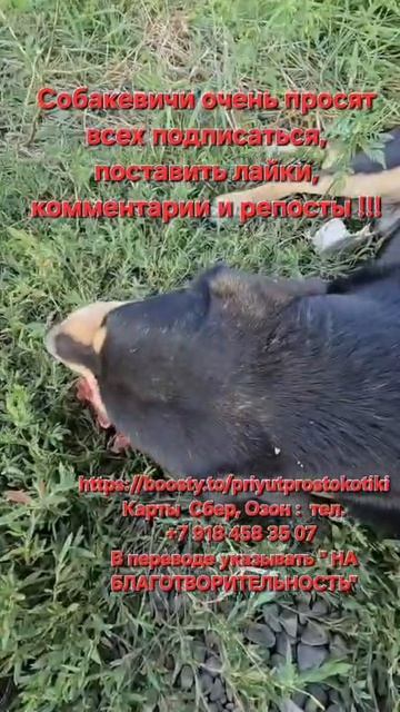 Собакевичи