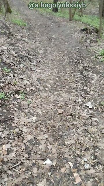 Снова прогулка по лесу