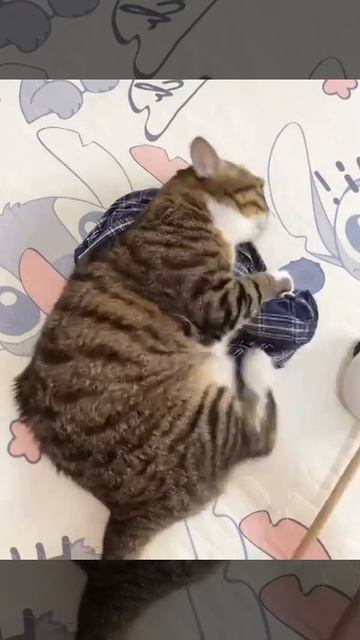 Как завести кота
