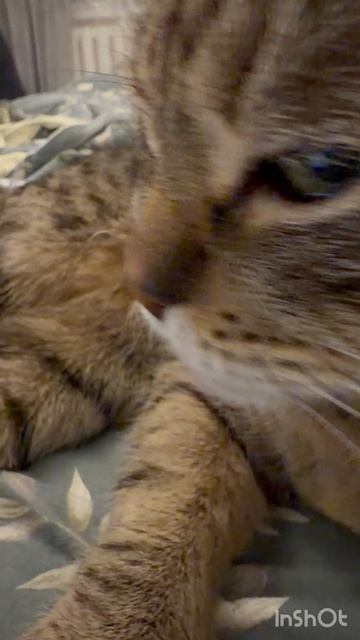 Чебурашка смотрит видео про купание котиков 😺