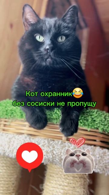 Видео подборка с милыми кошками и собаками
