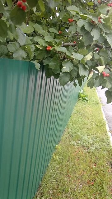 боярышник скоро созреет