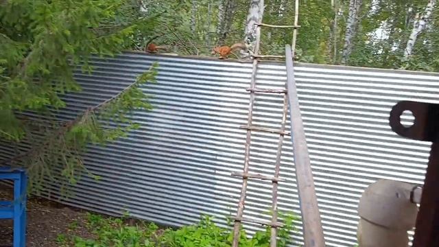 новые бельчата появились