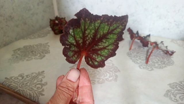 Мои заказы
