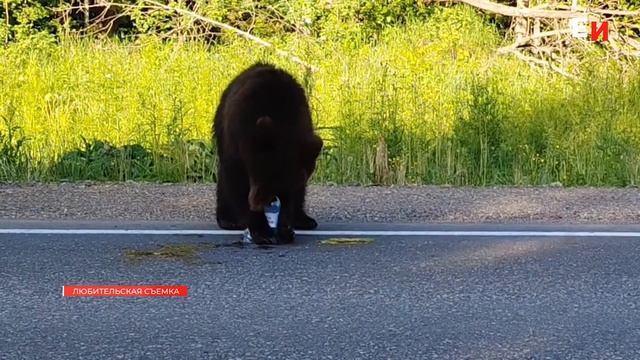 В ЕНИСЕЙСКОМ ОКРУГЕ ЛИКВИДИРОВАНО УЖЕ БОЛЬШЕ ПЯТНАДЦАТИ МЕДВЕДЕЙ
