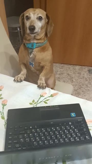 Наша собака пенсионер!