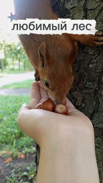 люблю леса 🌳 слушать пение птиц 🐦 смотреть на природу 🍂