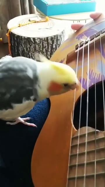 Музыка есть - скоро будет дискотека для братвы!