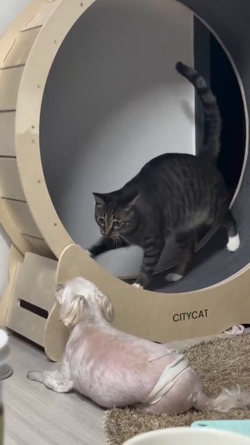 котики