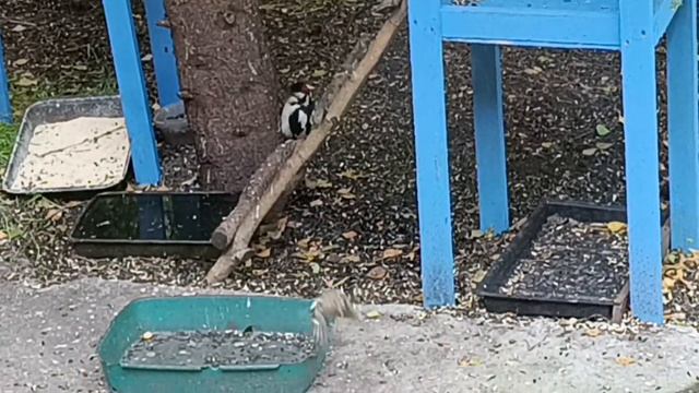 замечательные зверята