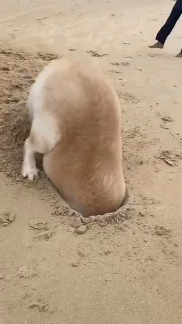 собачка