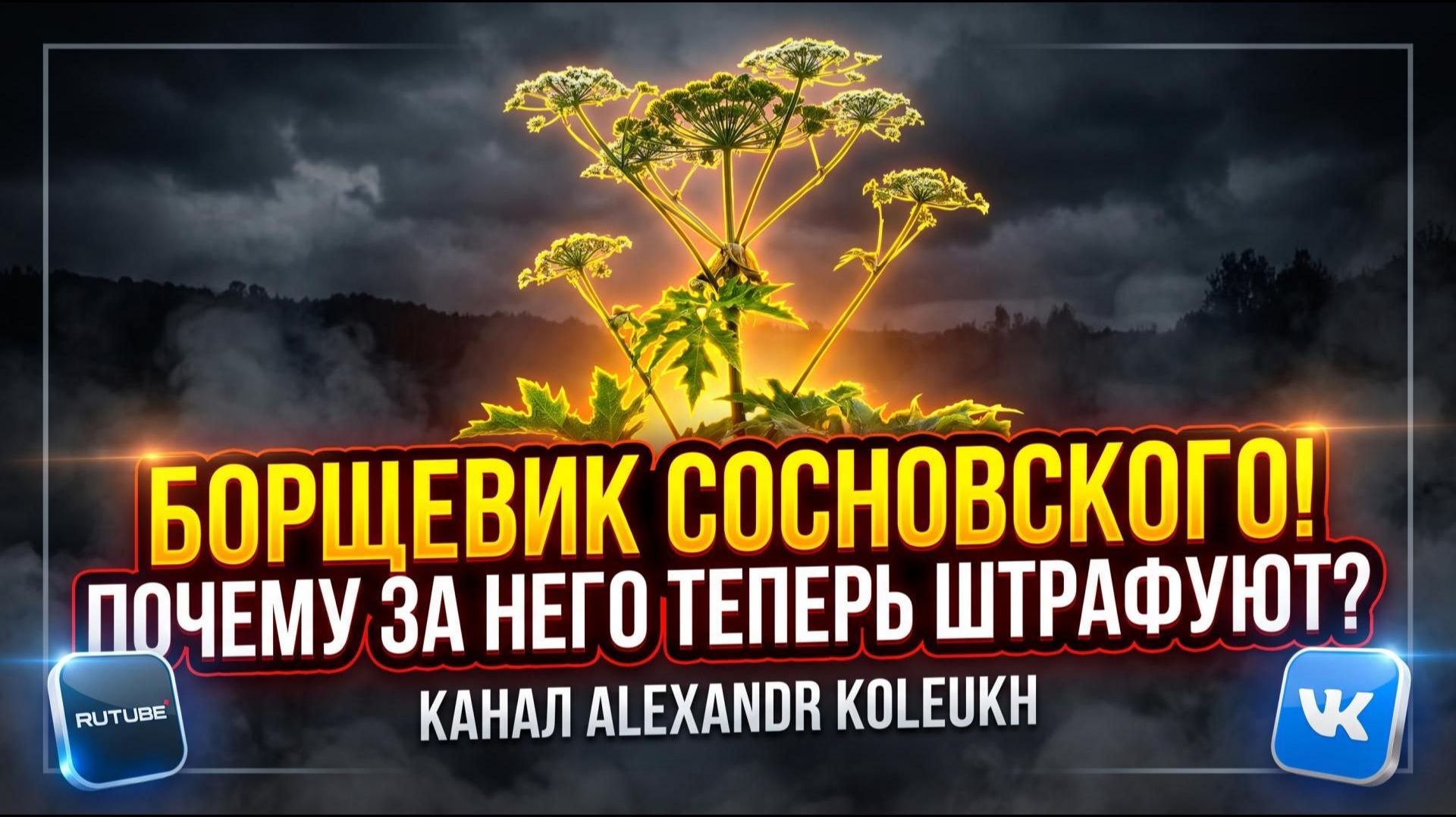 Борщевик Сосновского! Почему за него вас теперь штрафуют?