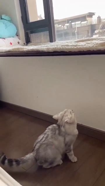 котик