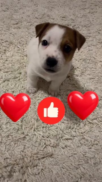 Видео подборки с животными
кошками и собаками с хорошей озвучкой❤️