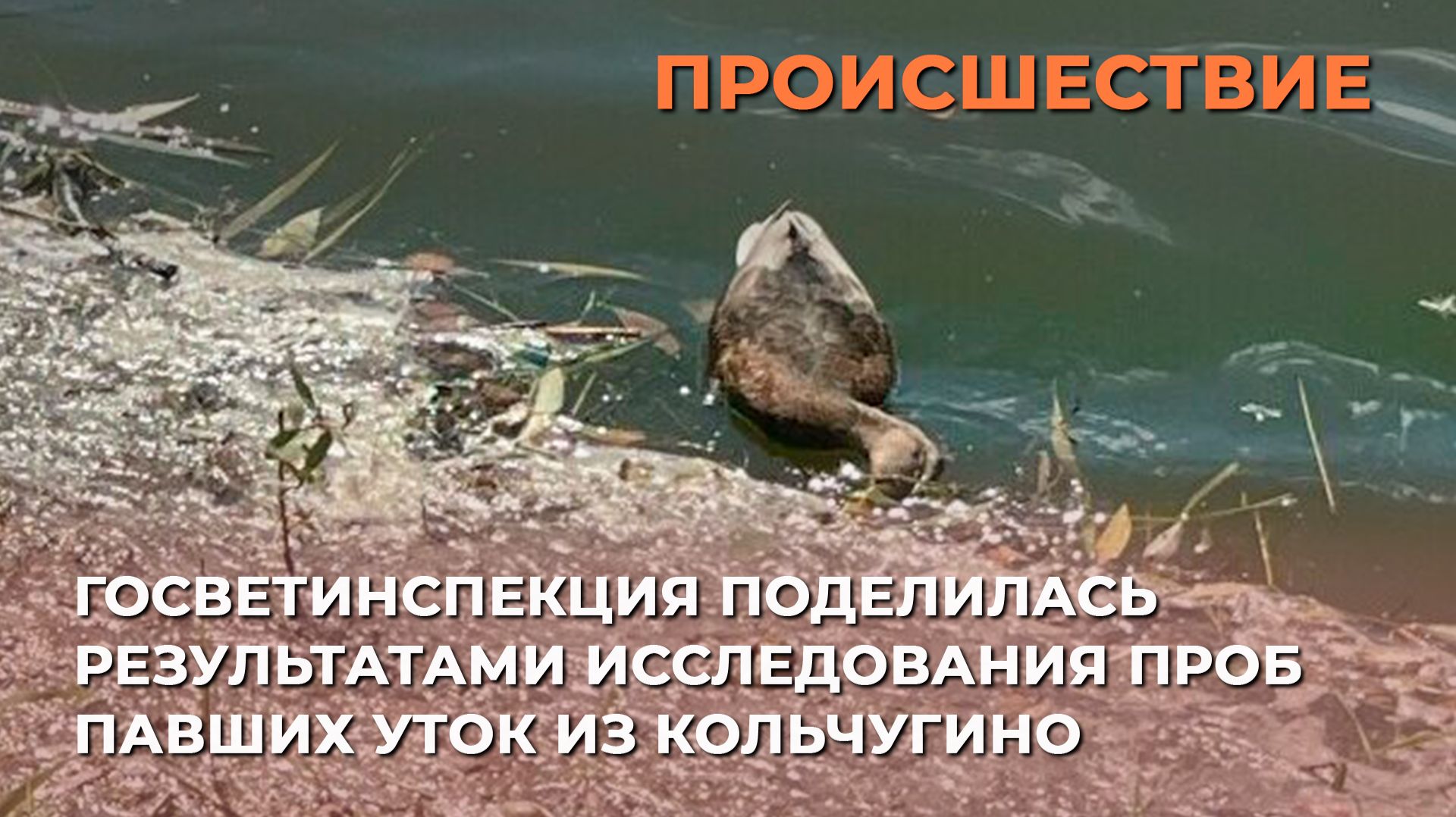 Госветинспекция поделилась результатами исследования проб павших уток из Кольчугино