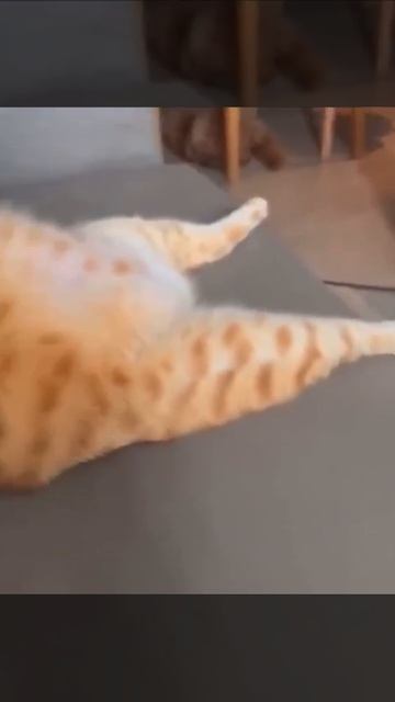 котики