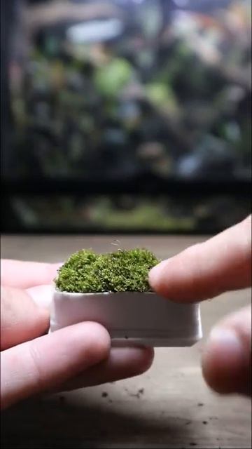 Мини терариум🌳