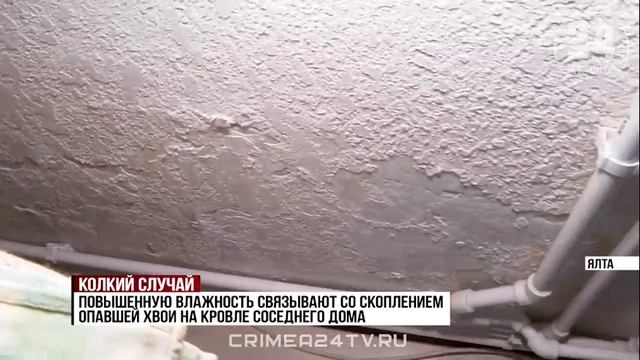 «Колкий случай»: как опавшая хвоя спровоцировала конфликт между соседями в посёлке Советское?