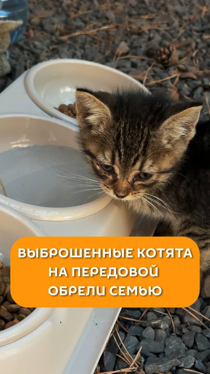 Выброшенные котята на передовой обрели семью