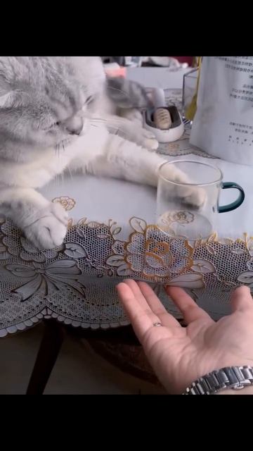 🤣 кот и дает
