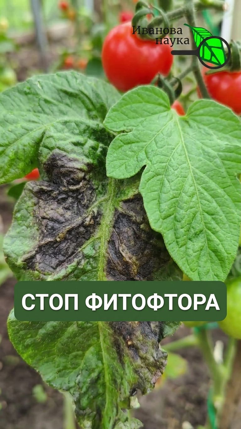 🍅 ТОМАТЫ ПОЧЕРНЕЮТ ЗА НОЧЬ! Не ждите! Простой способ спасти урожай за 5 минут