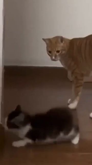 котики