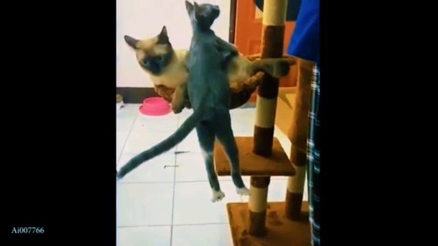 Приколы с КОШКАМИ 😹😹😹  забавные животные 😂😂😂🤣 FUNNY CATS 🤣😹🤣