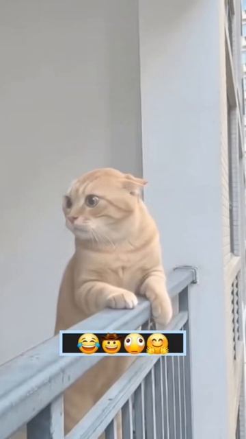ВОТ ЭТО РАЗБОРКИ…🤣 #юмор