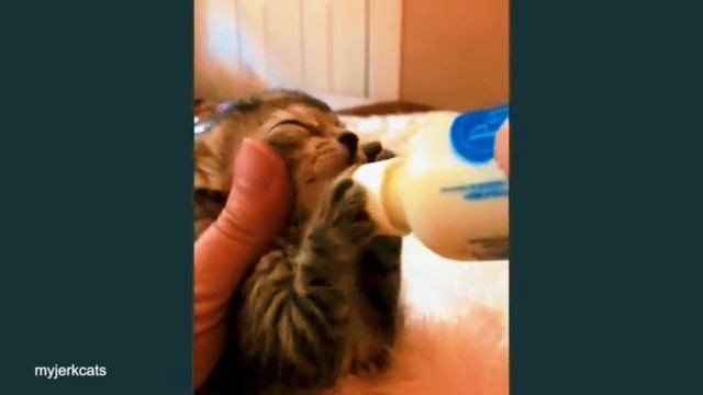 Смешные КОШКИ 😹😹😹  забавные животные 😂😂😂🤣 FUNNY CATS 🤣😹🤣