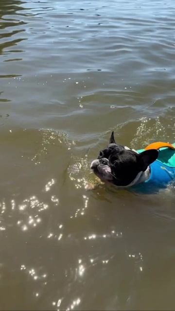 Спасательные жилеты Ruffwear для собак 🐶🌊 #shorts