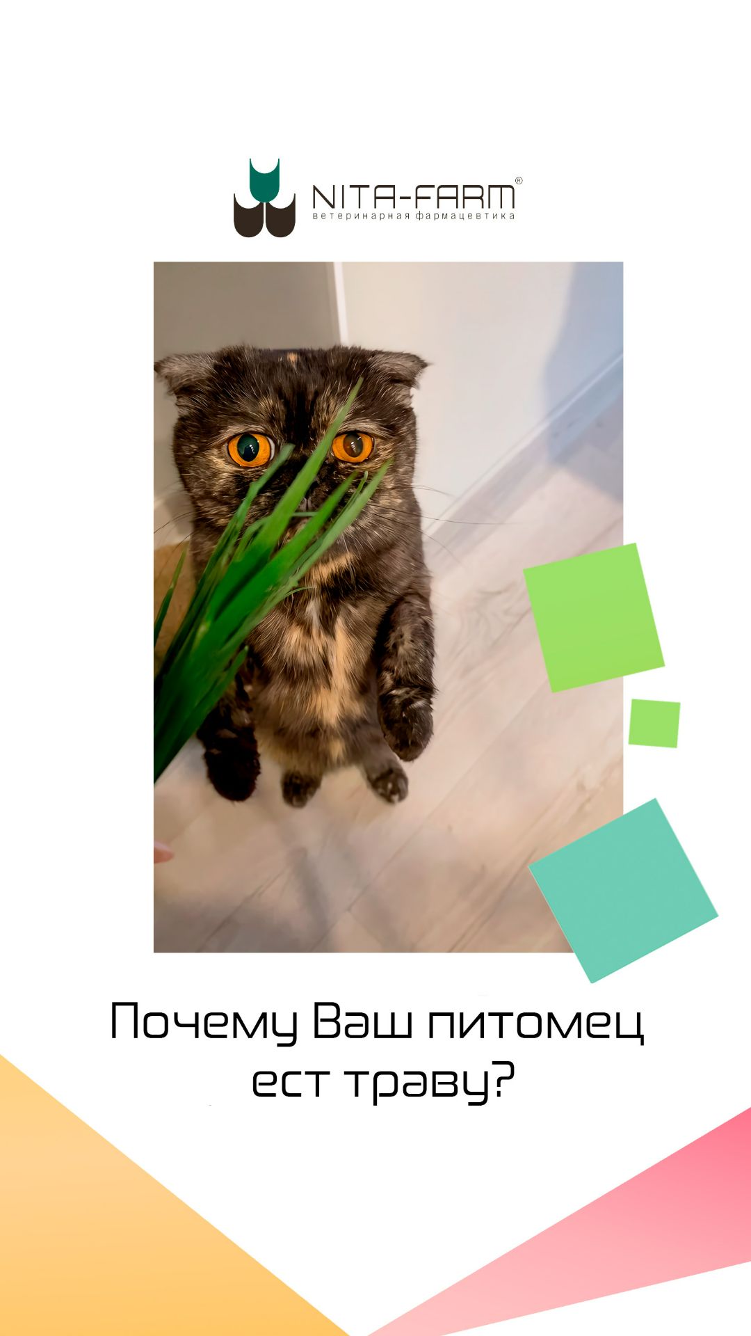 Почему собаки и кошки едят траву?