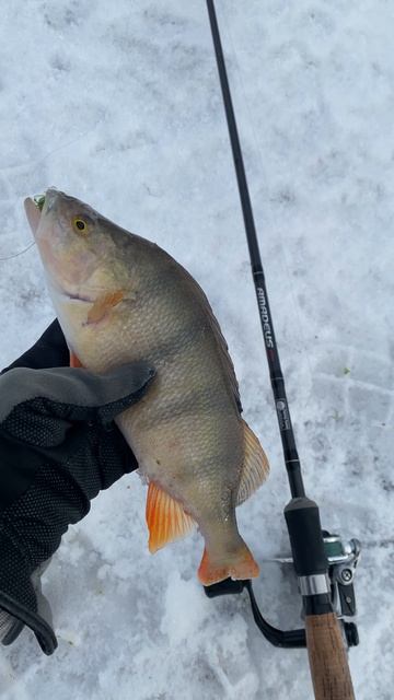 Зимняя рыбалка на окуня. Отличный улов на виброхвост!  #рыбалка #fishing