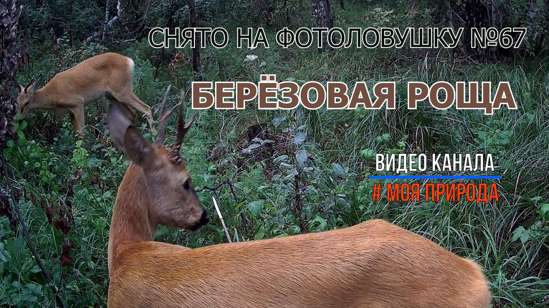 Снято на фотоловушку 67. Березовая роща. 2 недели съемок