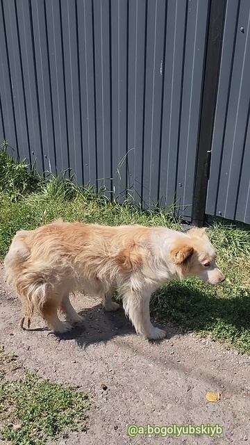 Собаки на дачах
