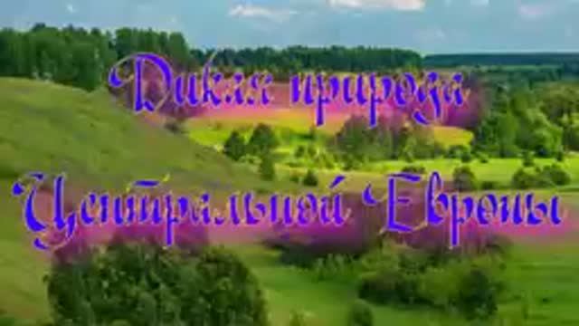 Дикая природа Центральной Европы