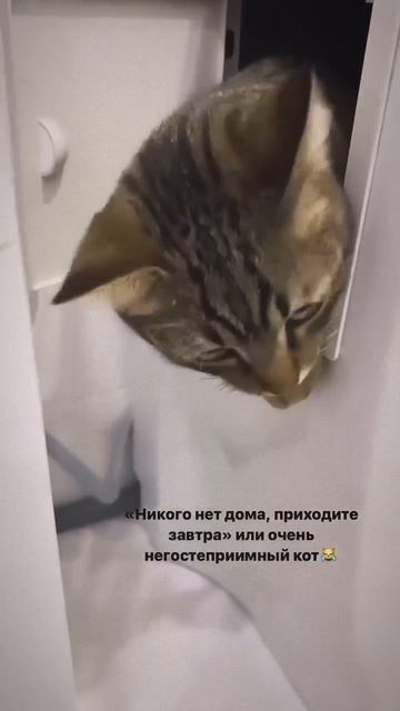 кот