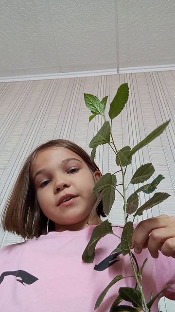 Моя яблоня😅