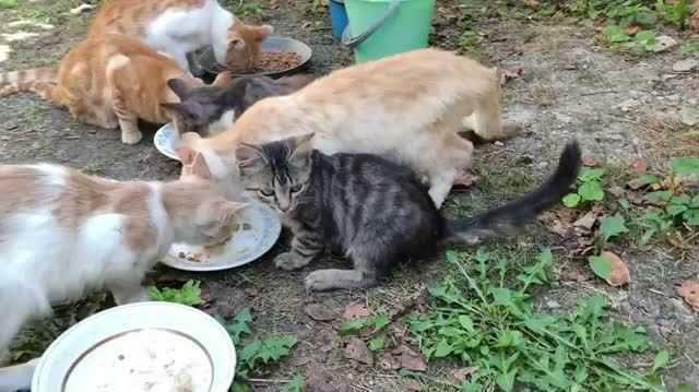 Котики и собачки 18 августа