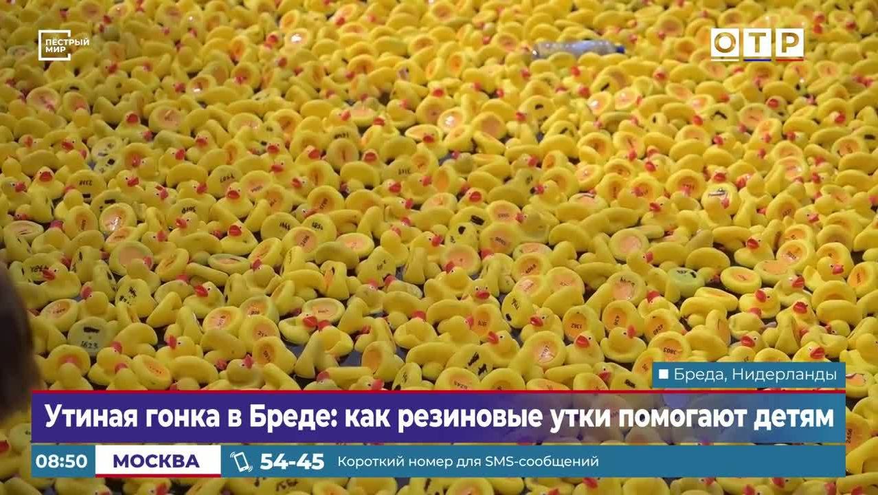 Утиная гонка в Бреде: как резиновые утки помогают детям