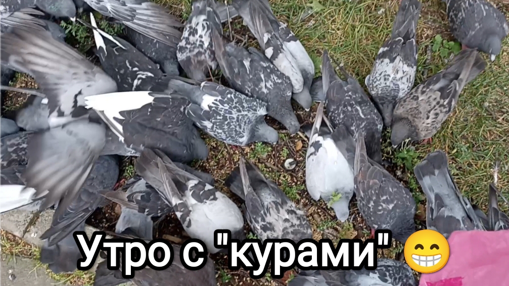 18-08-2026. Утро с курами 