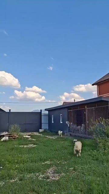 Настроение: бессовестный одуванчик