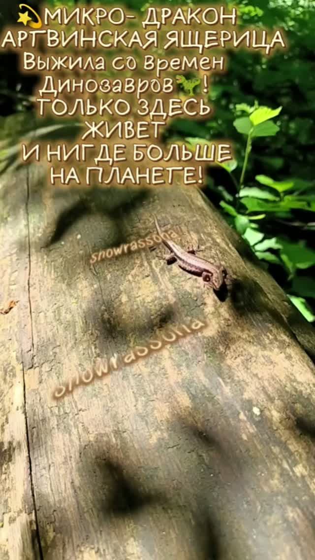 ЭКСКЛЮЗИВ: МИНИДРАКОН ЯЩЕРИЦА ДЕРЮГИНААРТВИНСКАЯ МЕСТО СИЛЫКРАСНОПОЛЯНСКИЕ ДОЛЬМЕНЫ В СОЧИ !