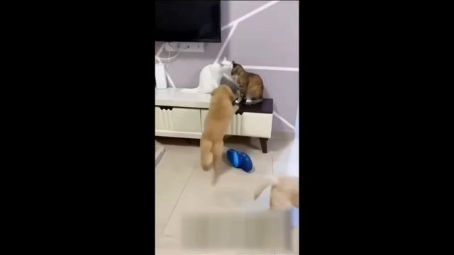 доми шоу