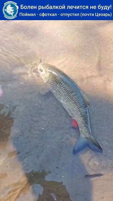 Поймал - сфоткал - отпустил (почти Цезарь) #рыбалка #fishing