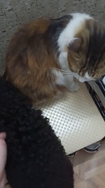 Кошка Муся и собака Айза. Дружба животных.