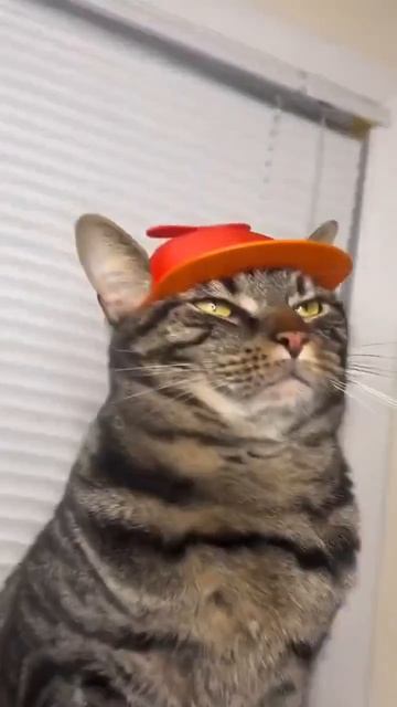 Приколюхи🤣 с котами