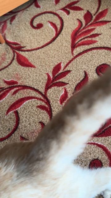 Привезли мне котика