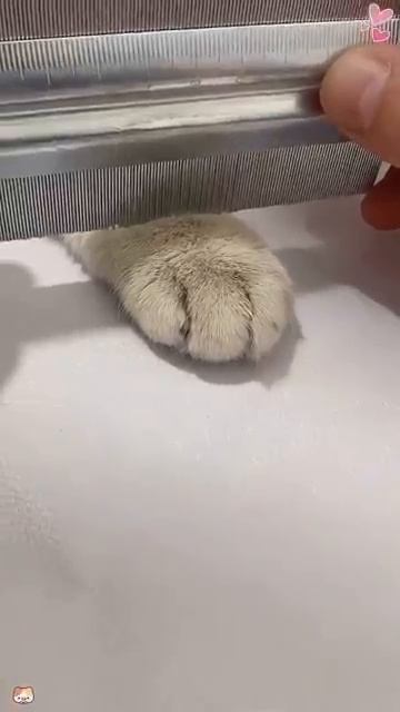 Приколюхи🤣с котами